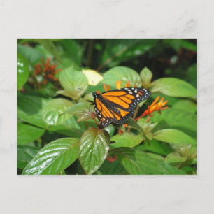 Butterfly postcard