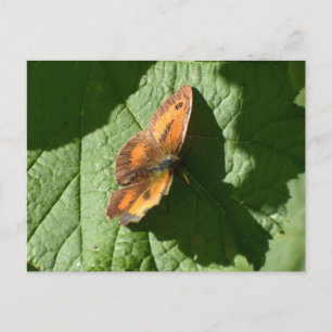 Butterfly Postcard