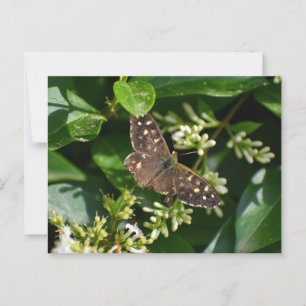 Butterfly Postcard