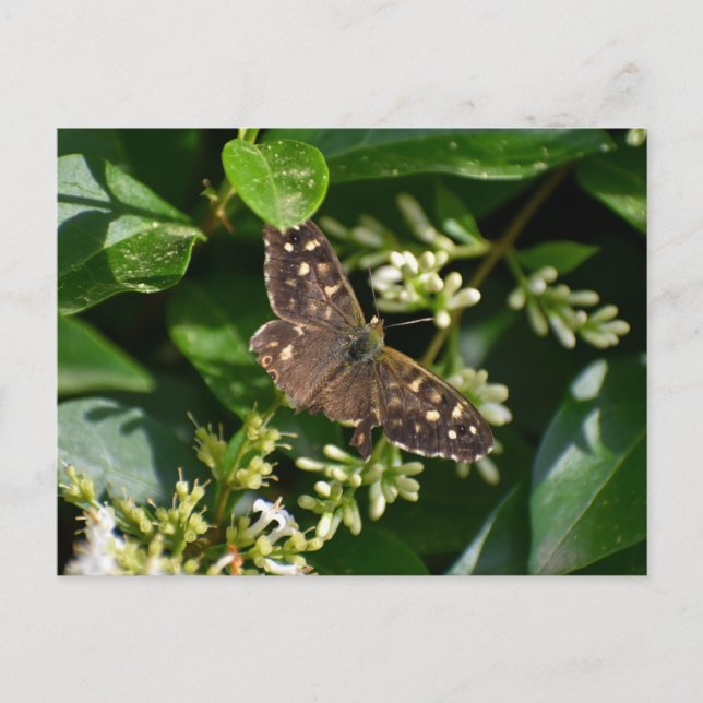 Butterfly Postcard (Front)