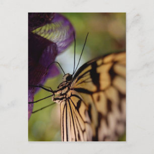 Butterfly Postcard
