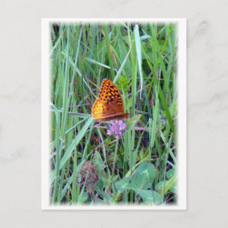Butterfly Postcard