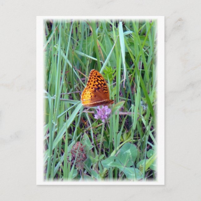 Butterfly Postcard (Front)