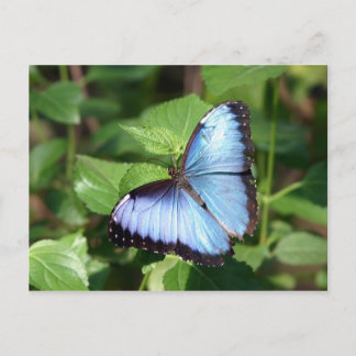 butterfly postcard