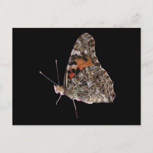 Butterfly Postcard