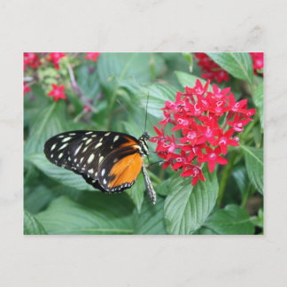 Butterfly Postcard