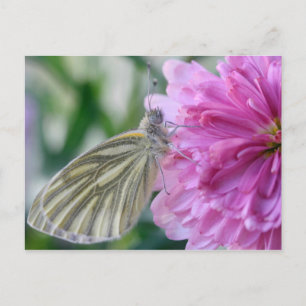 Butterfly Postcard