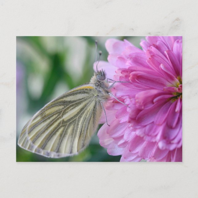 Butterfly Postcard (Front)