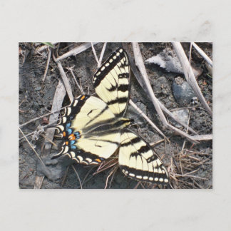 Butterfly postcard