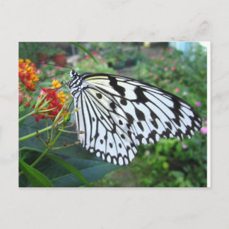 Butterfly postcard