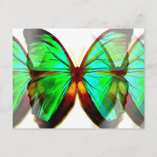 Butterfly Postcard