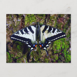Butterfly Postcard
