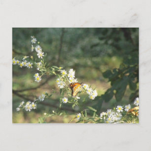 Butterfly Postcard