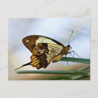 Butterfly Postcard