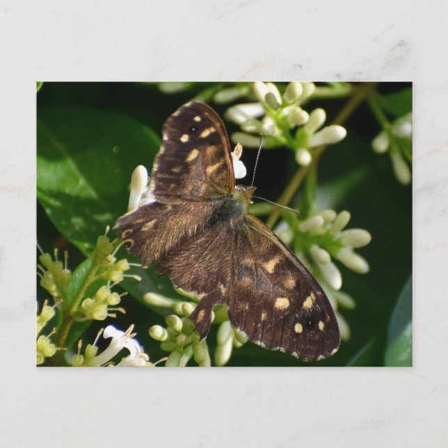 Butterfly Postcard (Front)