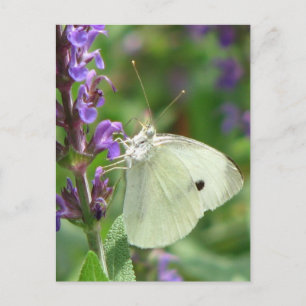 Butterfly Postcard