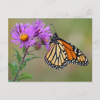 Butterfly Postcard