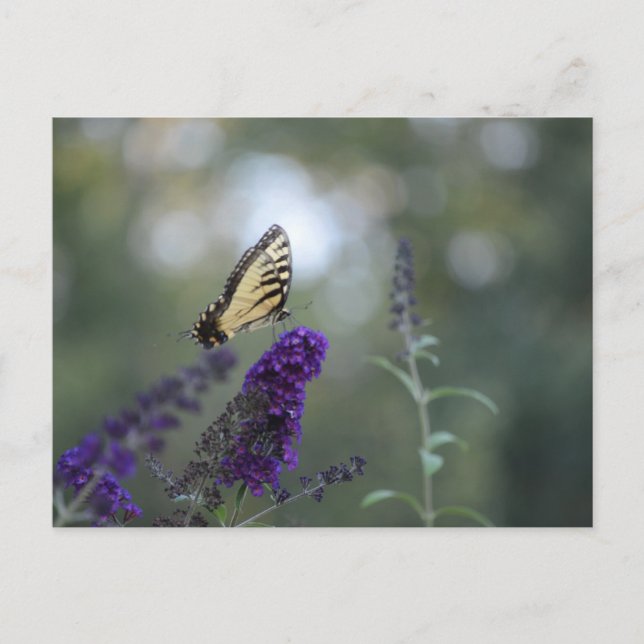 Butterfly Postcard Buddleia with Bokeh Beautiful (Front)