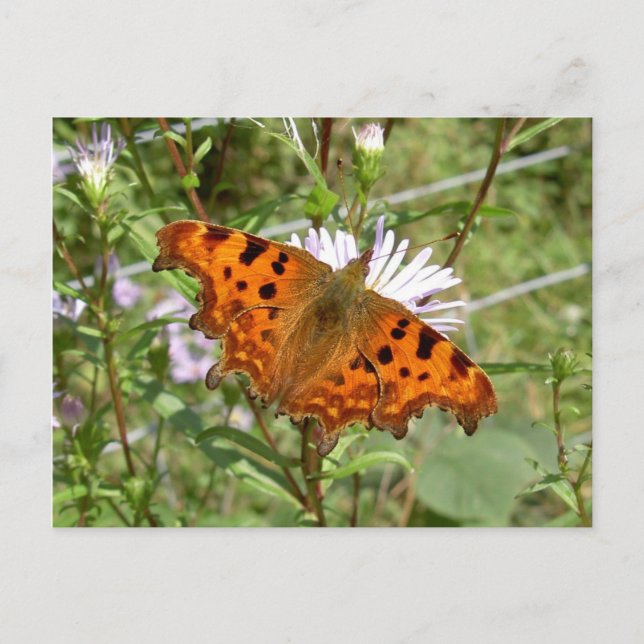 Butterfly Postcard - Comma (Front)