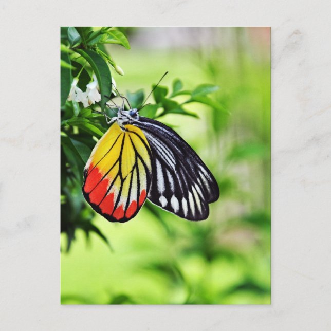 Butterfly  - postcards (Front)