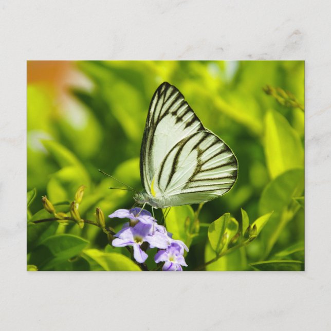 Butterfly postcards (Front)