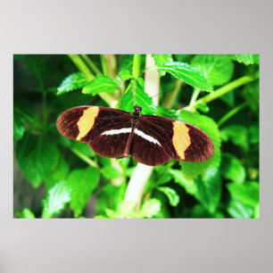 Butterfly Poster