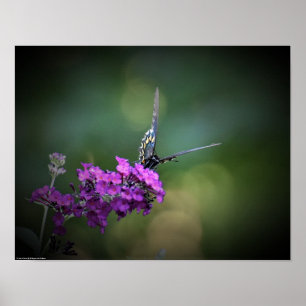Butterfly, poster