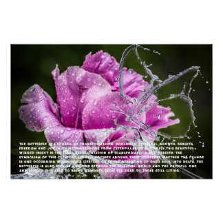 Butterfly Poster