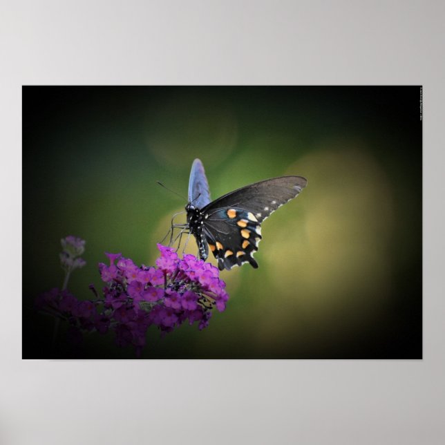 Butterfly,  poster (Front)
