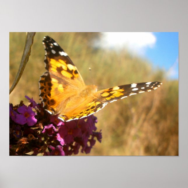 Butterfly. Poster (Front)