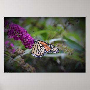 Butterfly,  poster