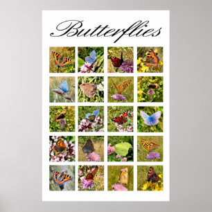 butterfly poster