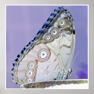 butterfly poster