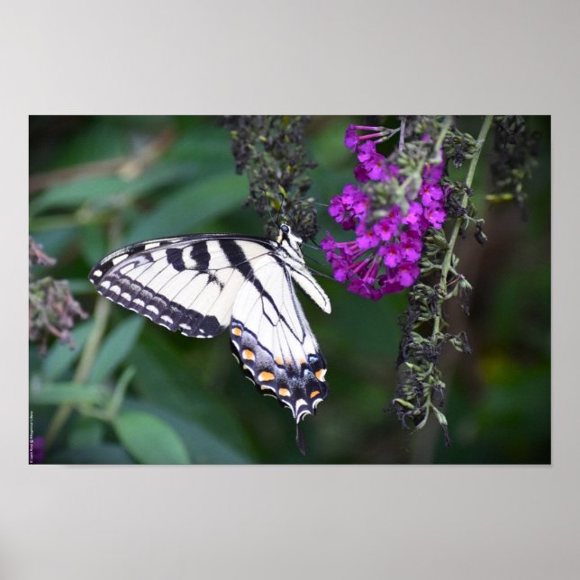 Butterfly,  poster (Front)