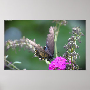 Butterfly, poster