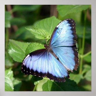 butterfly poster