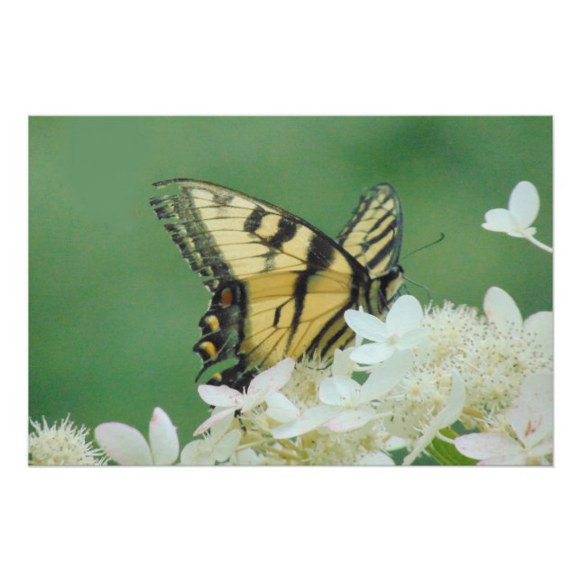 Butterfly Poster (Front)