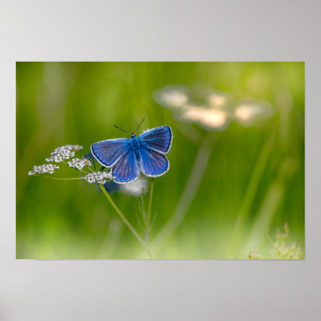 Butterfly Poster (Front)