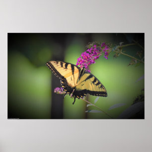 Butterfly, poster