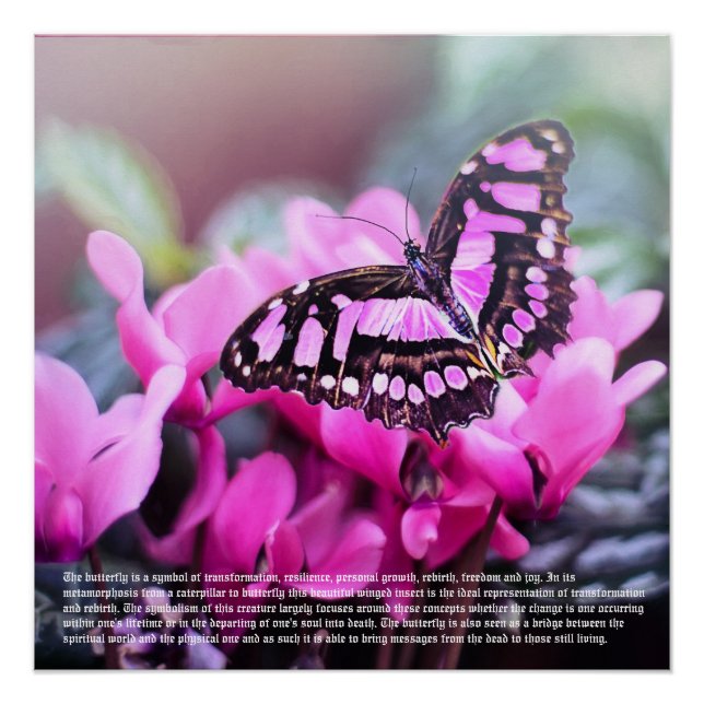 Butterfly Poster (Front)