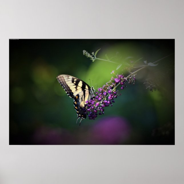 Butterfly,  poster (Front)