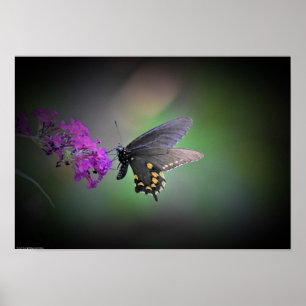 Butterfly, Poster