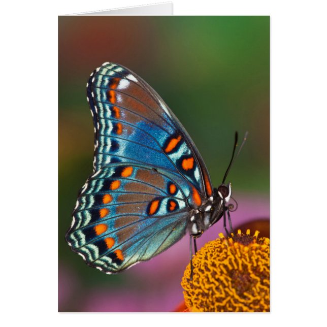 Butterfly profile on a flower (Front)