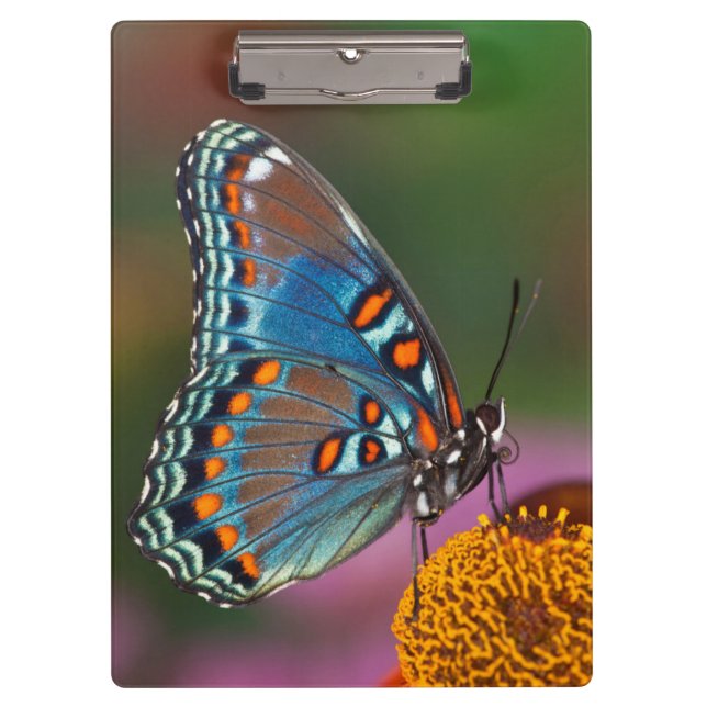 Butterfly profile on a flower clipboard (Front)