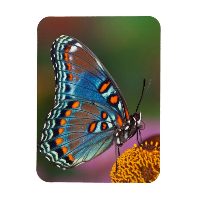 Butterfly profile on a flower magnet (Vertical)