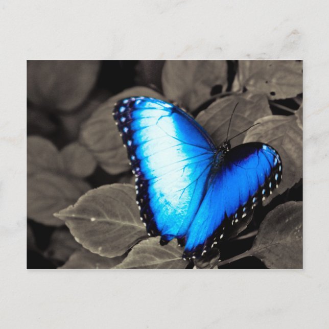 Butterfly Rainforest - Gainesville, FL 003 Postcard (Front)