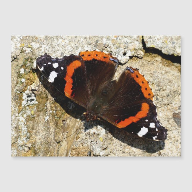 Butterfly - Red Admiral (Front)