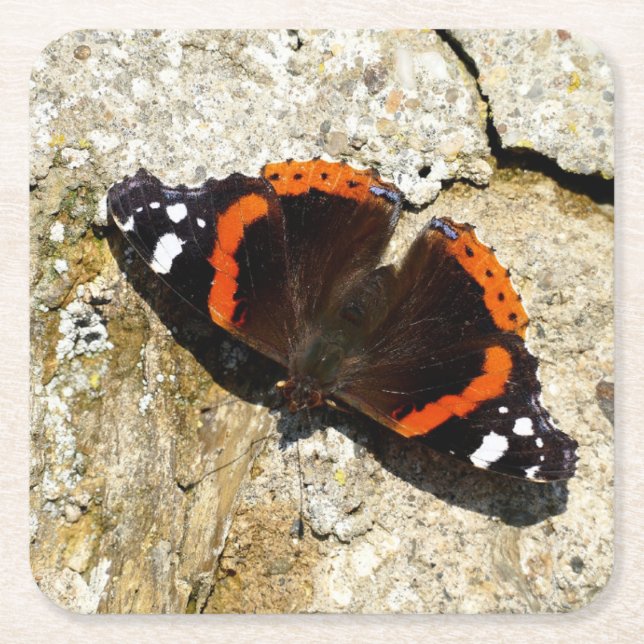 Butterfly - Red Admiral Square Paper Coaster (Front)