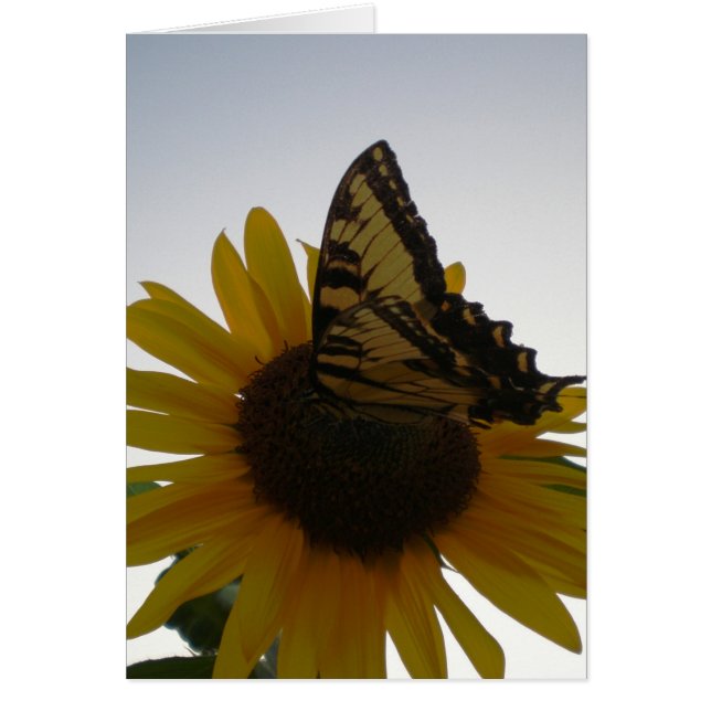 Butterfly Resting at Dusk (Front)
