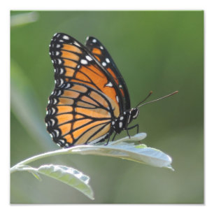 Butterfly Resting On A Leaf Photo Print
